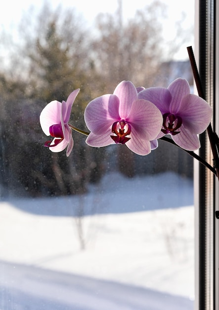 Kwitnąca orchidea na oknie na tle śnieżnego krajobrazu