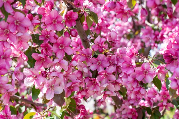 Kwitnąca ozdobna jabłońCrabapple Trees BloomingSezon wiosennyParadise AppleSelektywna ostrość