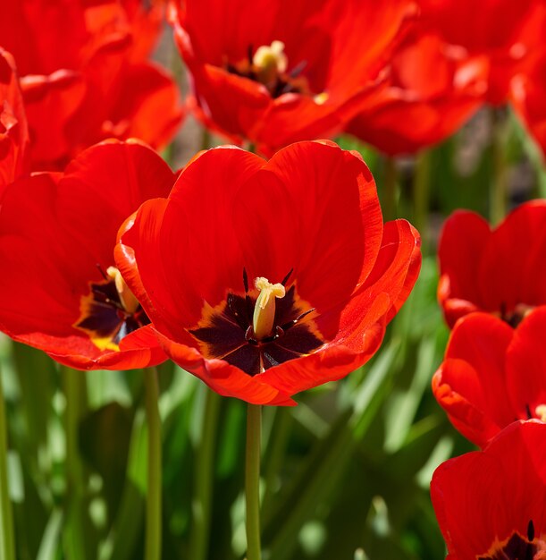 Kwitnąca pączek czerwonego tulipana z żółtym tłuczkiem