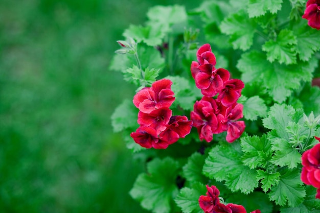 Kwitnąca pelargonia z czerwonymi kwiatami i zielonymi liśćmi Widok z góry