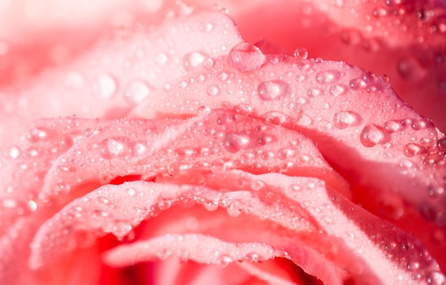 Kwitnąca piękna kolorowa świeża róża z rosą na płatkach