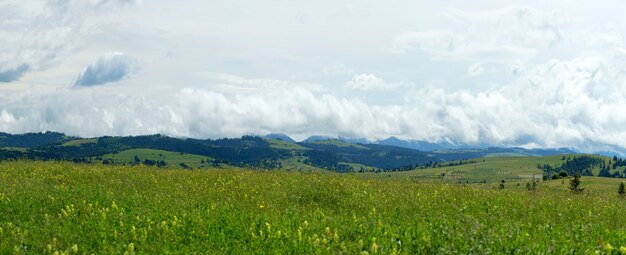 Kwitnąca Polana Na Tle Pasma Górskiego. Letni Krajobraz W Górach Karpat.