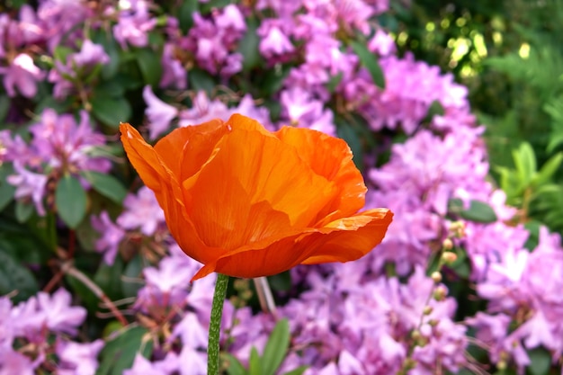Kwitnąca pomarańczowa róża tropicana w ogrodzie botanicznym w słoneczny dzień na zewnątrz Piękna roślina kwitnąca wiosną na bujnym zielonym polu Flora kwitnąca w swoim naturalnym środowisku