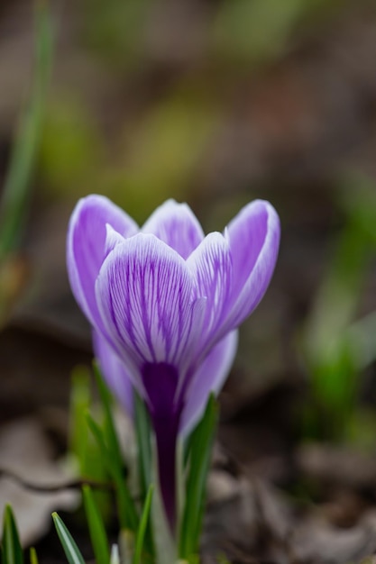 Kwitnąca Purpura Krokusa W Makrofotografii Dnia Wiosny