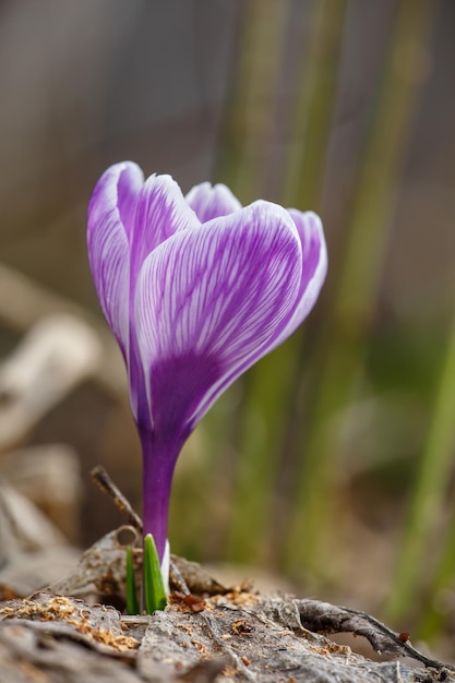 Kwitnąca Purpura Krokusa W Makrofotografii Dnia Wiosny