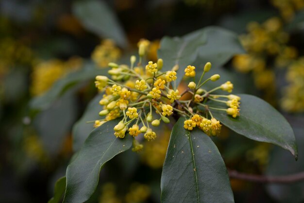 Zdjęcie kwitnąca rodzina pittosporum tobira pittosporaceae występuje pod wieloma nazwami, w tym laur japoński pittosporum