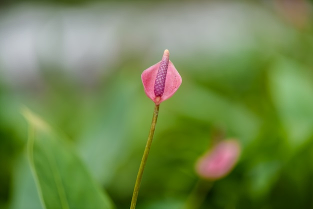 Kwitnąca roślina różowych kwiatów Anthurium lub Flamingo