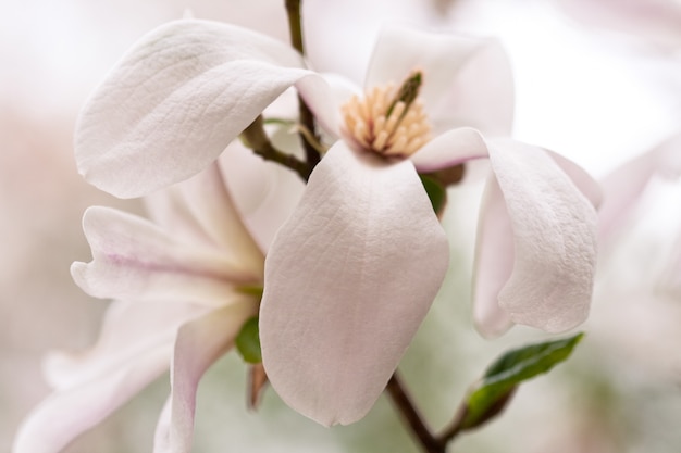 Kwitnąca różowa magnolia pąki na gałęziach drzew na wiosnę