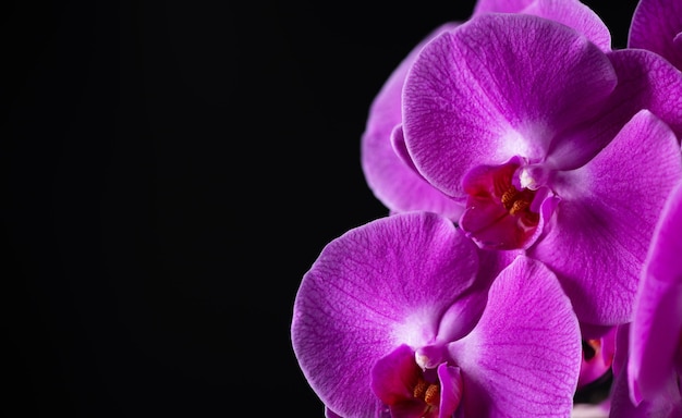 Kwitnąca różowa orchidea na czarnym tle Gałązka kwiatu orchidei Phalaenopsis