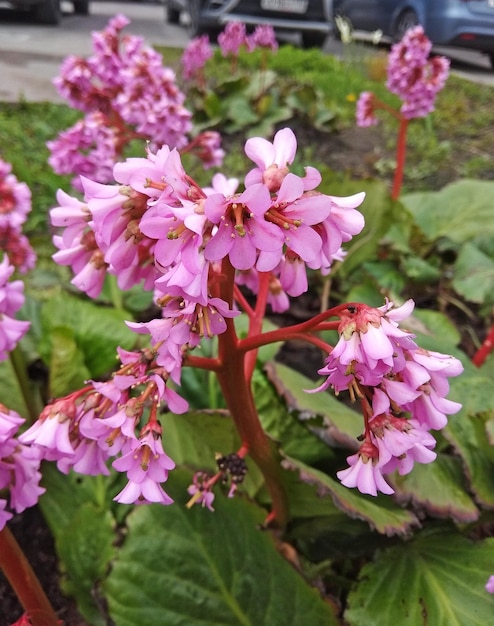 Kwitnąca różowymi kwiatami bergenia Bergenia crassifolia cordial