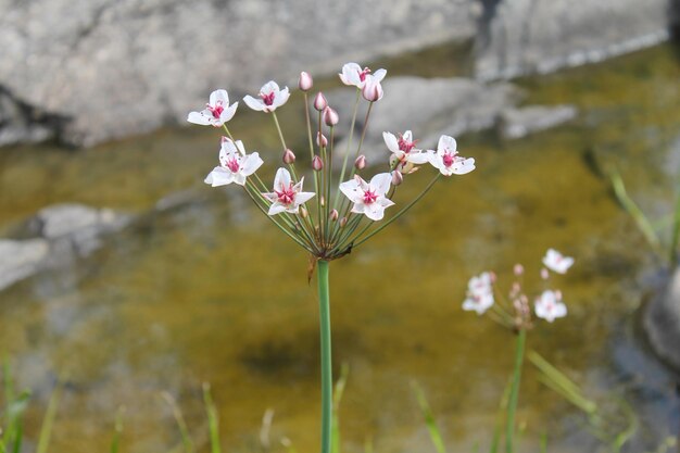 Kwitnąca Rush (Butomus umbellatus)