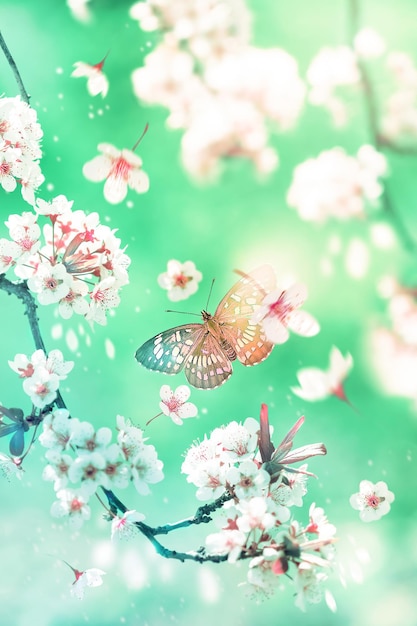 Kwitnąca sakura i delikatny motyl w wiosennym ogrodzie Kwiatowy obraz makro