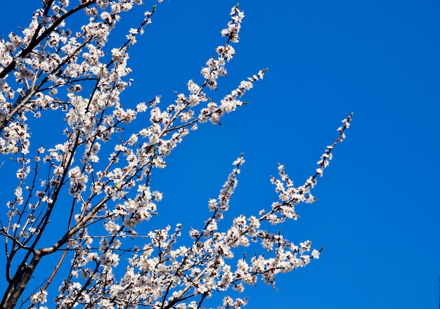 Kwitnąca sakura lub wiśniowe drzewo na tle błękitnego nieba.