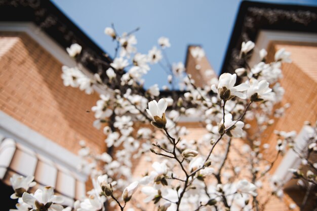 Kwitnąca Sakura Na Tle Domu. Wiosna.