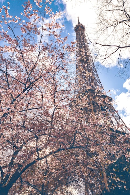 Kwitnąca sakura na tle wieży Eiffla