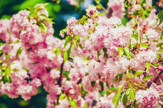 Kwitnąca sakura w ogrodzie botanicznym. selektywna ostrość.