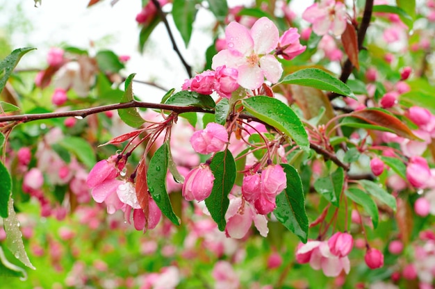 Kwitnąca sakura