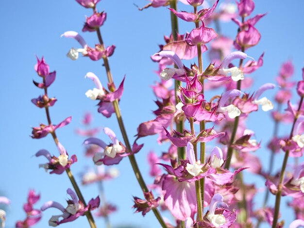 Kwitnąca salvia sclarea w ogrodzie.