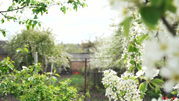 Kwitnąca śliwka wiosną Białe płatki kwiatowe drzewa owocowego na kołyszących się gałęziach w tle ogrodu