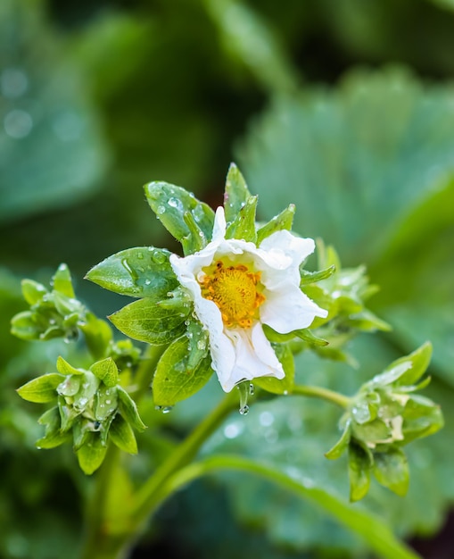 Kwitnąca truskawka z kroplami rosy na ekologicznym gospodarstwie