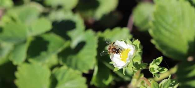 Kwitnąca truskawka z pszczołą w gospodarstwie ekologicznym