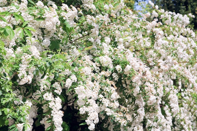Kwitnąca wiosna krzew z białymi kwiatami (tło natury)