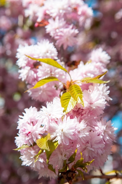 Kwitnąca wiśnia sakura