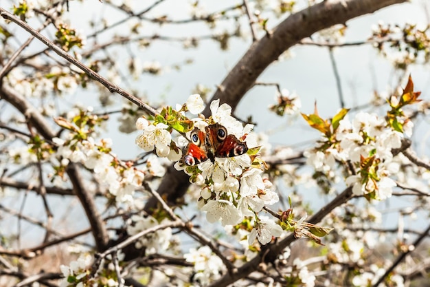 Kwitnąca Wiśnia W Ogrodzie Motyl Peacock W Pachnących Kwiatach Wiosna Sezonowa