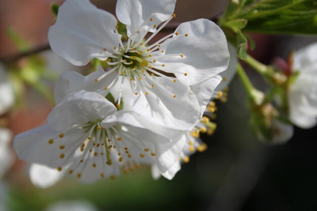 Kwitnąca wiśnia w ogrodzie