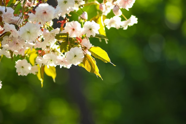 Kwitnąca wiśnia w słońcu Różowe kwiaty sakury na rozmytym tle Słoneczny poranek w kwitnącym ogrodzie Kopia przestrzeń