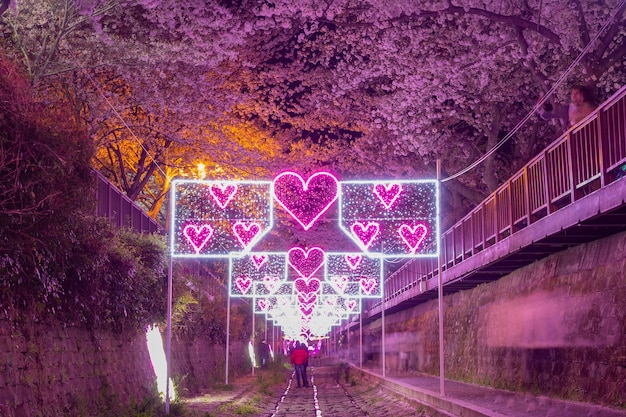 Kwitnąca wiśnia w strumieniu yeojwacheon, festiwal Jinhae sakura, Korea Południowa