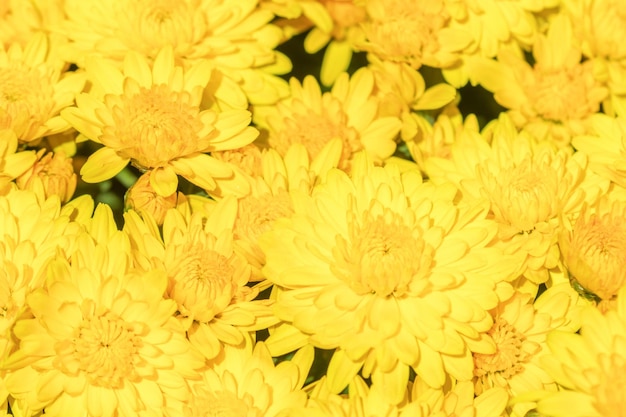Kwitnąca żółta chryzantema w jesiennym ogrodzie, tło z kwitnącą chryzantemą.