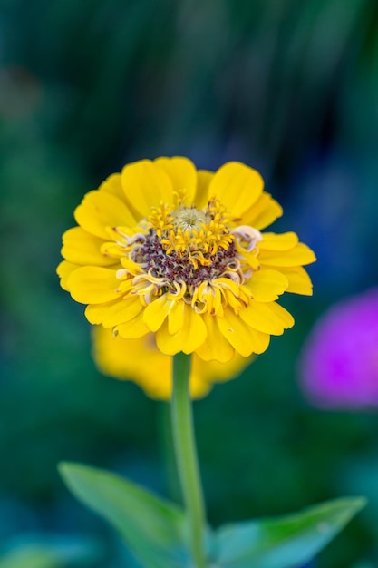 Kwitnąca żółta cynia kwiat na zielonym tle w letni dzień fotografia makro