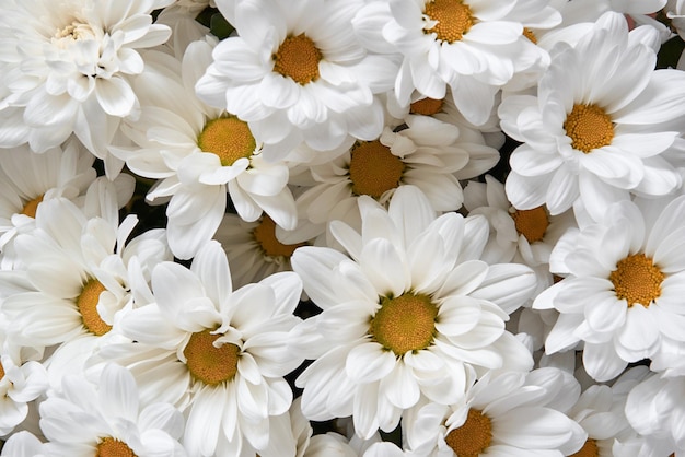 Kwitnące białe chryzantemy zbliżenie na tło lub tapetę
