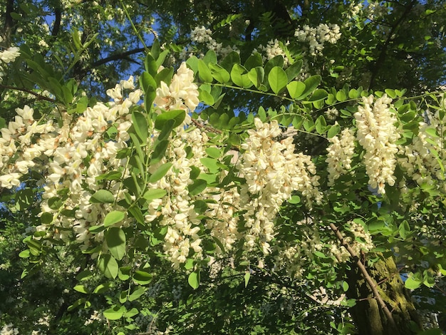 Kwitnące białe drzewo akacji w parku Natura w tle