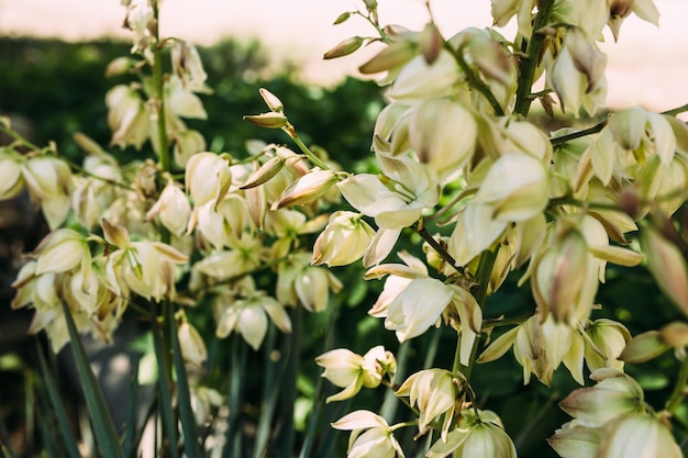 Kwitnące białe dzwonki z kwiatów juki latem