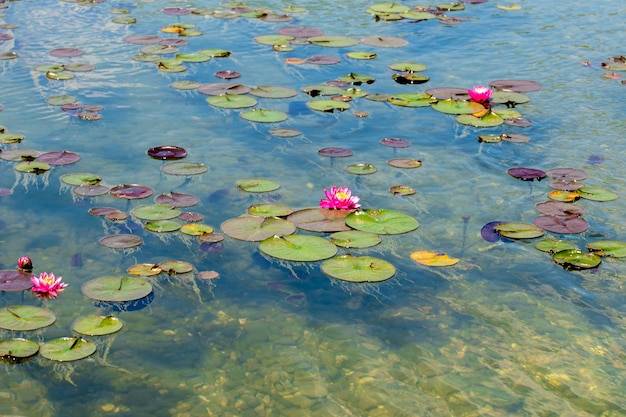 kwitnące białe i różowe kwiaty lotosu w stawie Kolorowe lilie wodne lub kwiat lotosu Lilie wodne na szczycie stawu