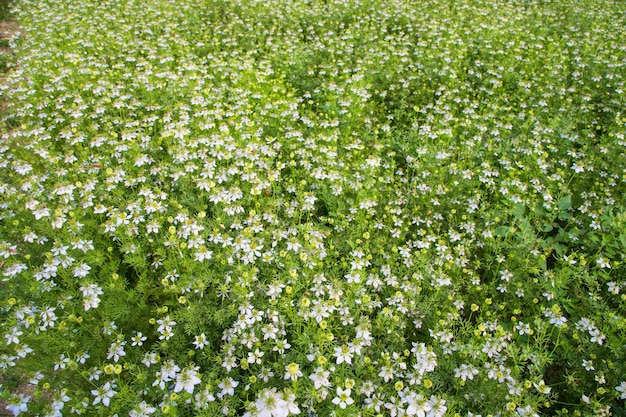 Kwitnące białe kwiaty Nigella sativa w polu Widok z góry Tekstura tła