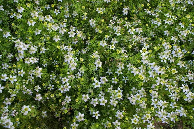 Kwitnące białe kwiaty Nigella sativa w polu Widok z góry Tekstura tła