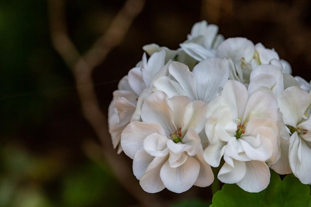 Kwitnące Białe Kwiaty Pelargonii Makrofotografia W Letni Dzień