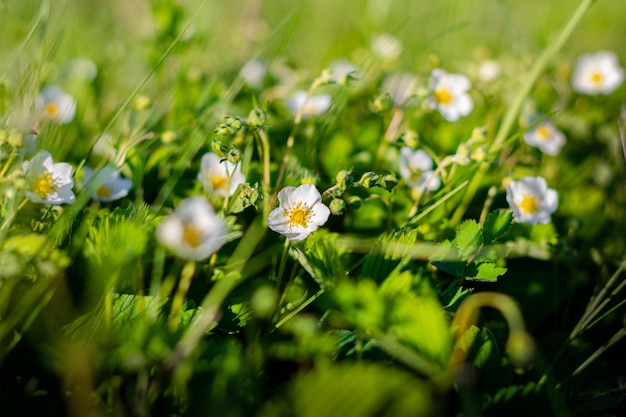 Kwitnące białe kwiaty poziomek w słoneczny letni dzień