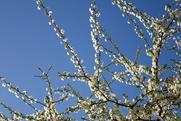 Kwitnące białe kwiaty wiśniowej śliwki na niebieskim wiosennym tle
