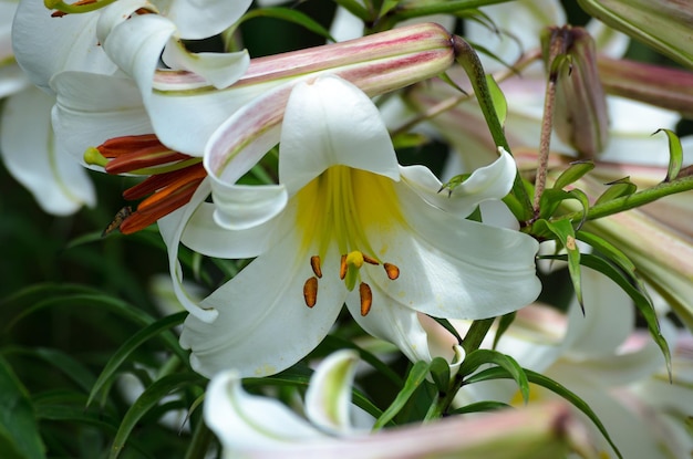 Zdjęcie kwitnące białe lilie w ogrodzie