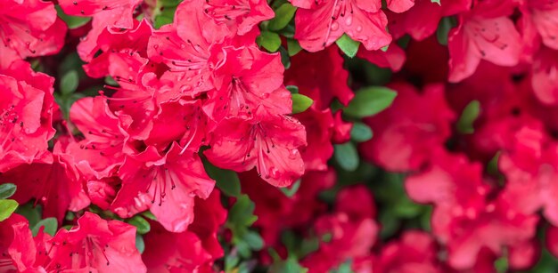 Kwitnące czerwone kwiaty azalii z kroplami rosy w wiosennym ogrodzie