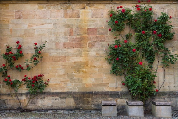 Kwitnące czerwone róże na tle starej kamiennej ściany