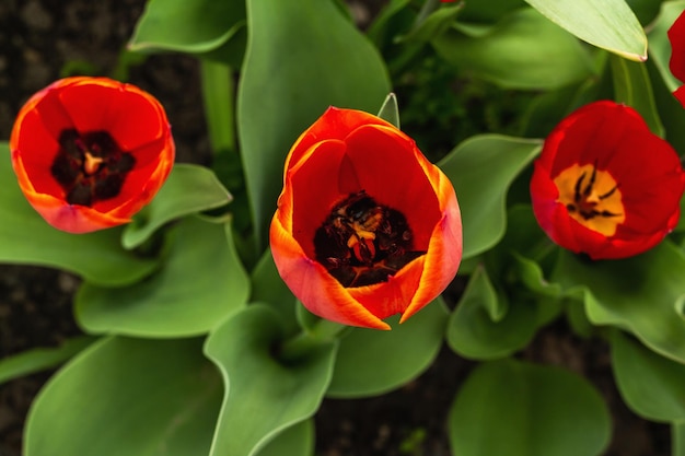 Kwitnące czerwone tulipany w ogrodzie Wiosna sezonowa rosnących roślin Tło koncepcji ogrodnictwa