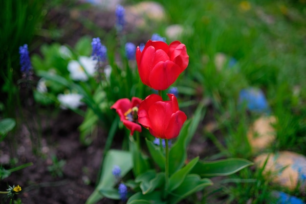 Kwitnące czerwone tulipany w ogrodzie zbliżenie