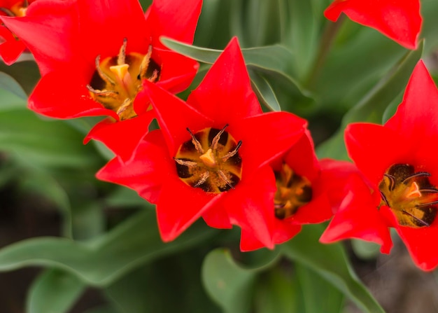 Kwitnące czerwone tulipany z bliska