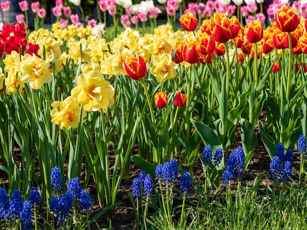 Kwitnące czerwone tulipany żonkile i muscari