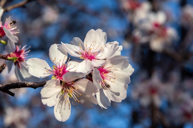 Kwitnące drzewa migdałowe Białe kwiaty na wiosnę Selektywna ostrość Kopiowanie miejsca
